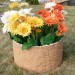 Цветник КАНЬОН купить в Бийске